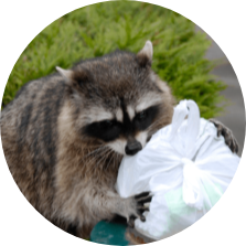 Wildlife Removal & Prevention In Orlando FL | Wildlife Trappers